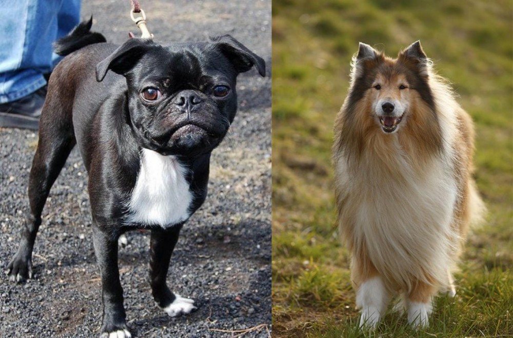 Collie vs Bugg - Breed Comparison