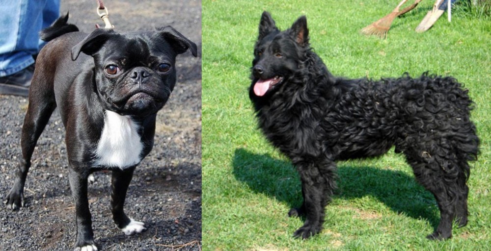 Croatian Sheepdog vs Bugg - Breed Comparison