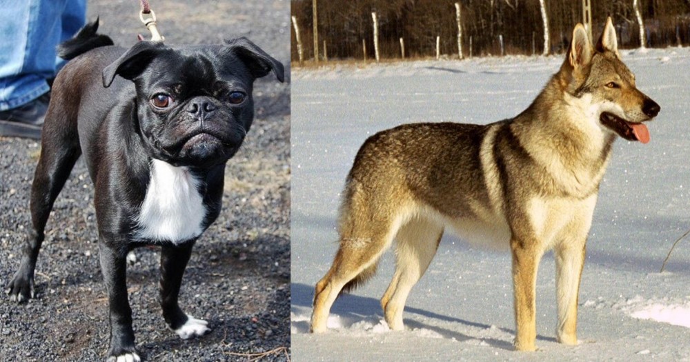 Czechoslovakian Wolfdog vs Bugg - Breed Comparison