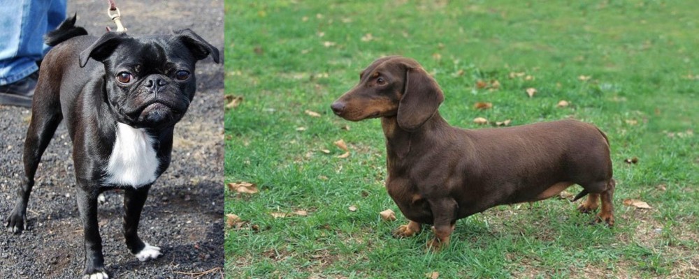 Dachshund vs Bugg - Breed Comparison