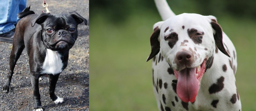 Dalmatian vs Bugg - Breed Comparison