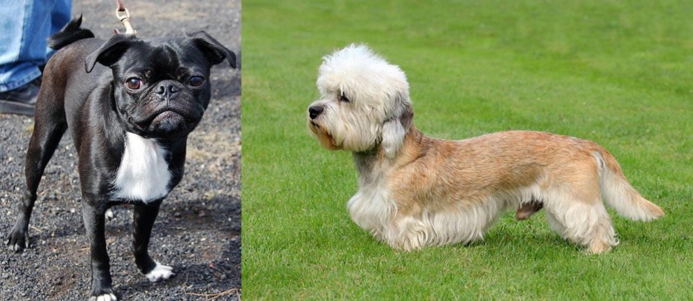 Dandie Dinmont Terrier vs Bugg - Breed Comparison