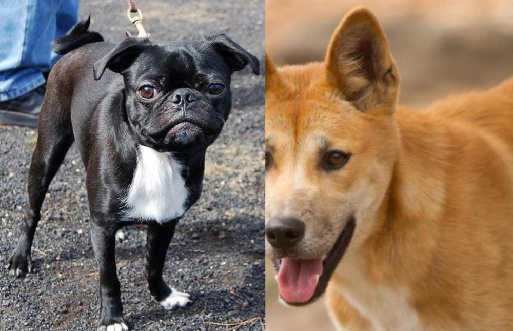 Dingo vs Bugg - Breed Comparison