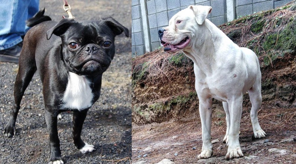 Dogo Guatemalteco vs Bugg - Breed Comparison