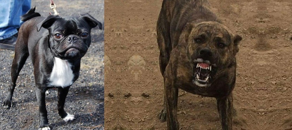 Dogo Sardesco vs Bugg - Breed Comparison