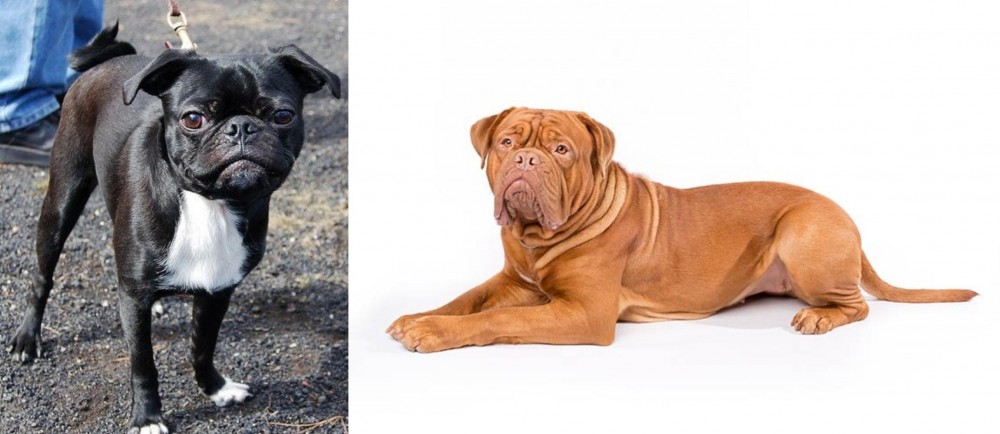 Dogue De Bordeaux vs Bugg - Breed Comparison