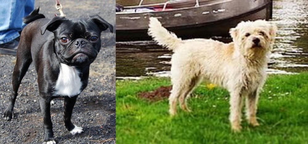 Dutch Smoushond vs Bugg - Breed Comparison
