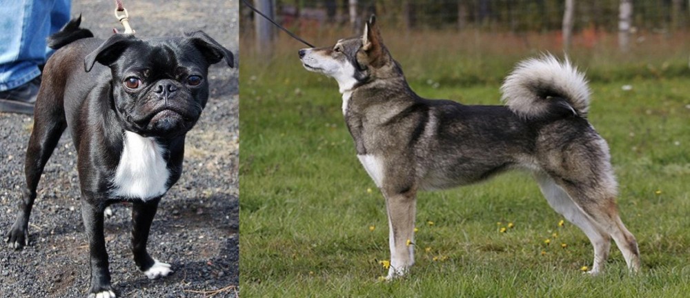 East Siberian Laika vs Bugg - Breed Comparison