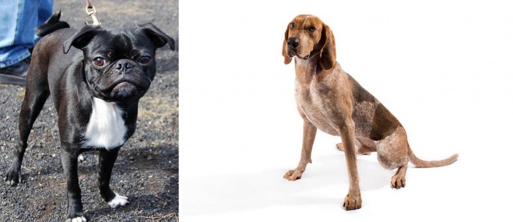 English Coonhound vs Bugg - Breed Comparison