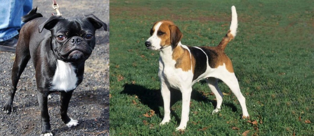 English Foxhound vs Bugg - Breed Comparison