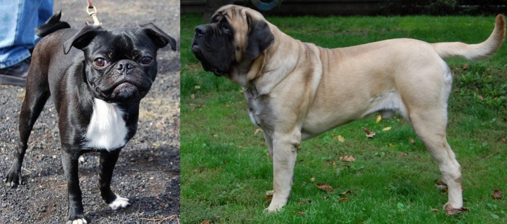 English Mastiff vs Bugg - Breed Comparison