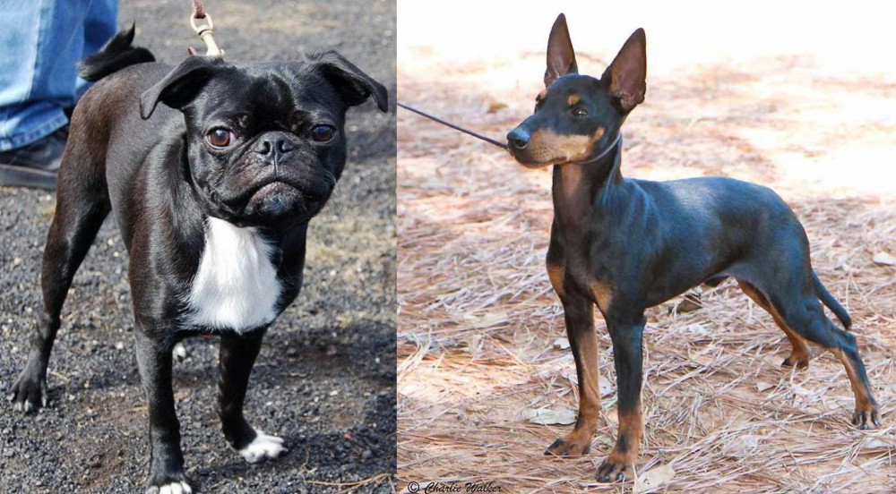 English Toy Terrier (Black & Tan) vs Bugg - Breed Comparison
