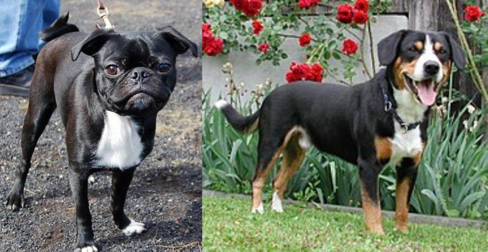 Entlebucher Mountain Dog vs Bugg - Breed Comparison