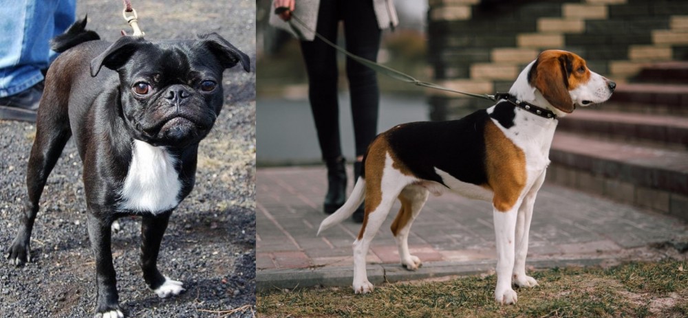 Estonian Hound vs Bugg - Breed Comparison