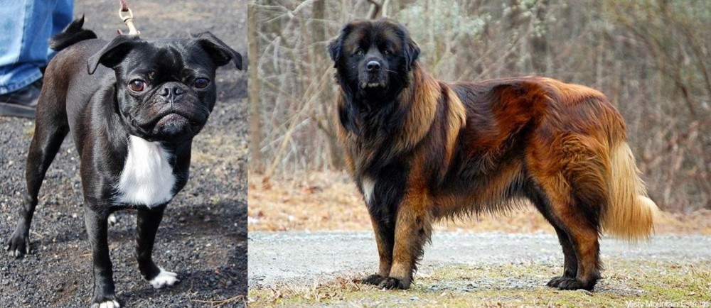 Estrela Mountain Dog vs Bugg - Breed Comparison