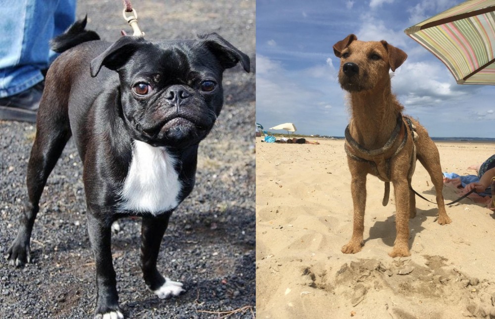 Fell Terrier vs Bugg - Breed Comparison