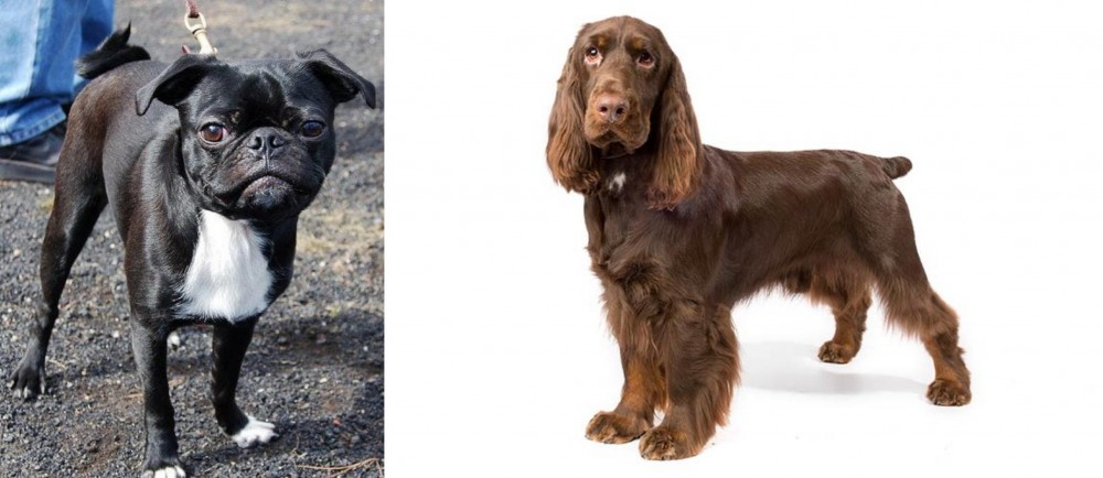 Field Spaniel vs Bugg - Breed Comparison