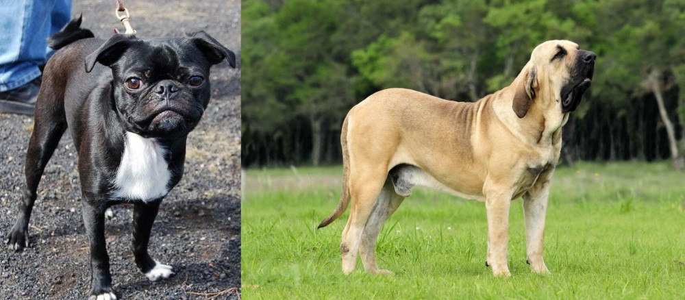 Fila Brasileiro vs Bugg - Breed Comparison