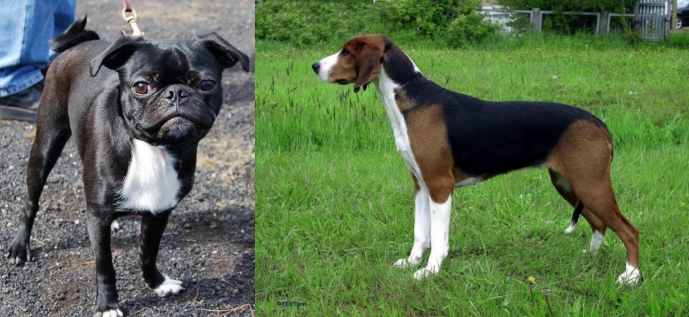 Finnish Hound vs Bugg - Breed Comparison