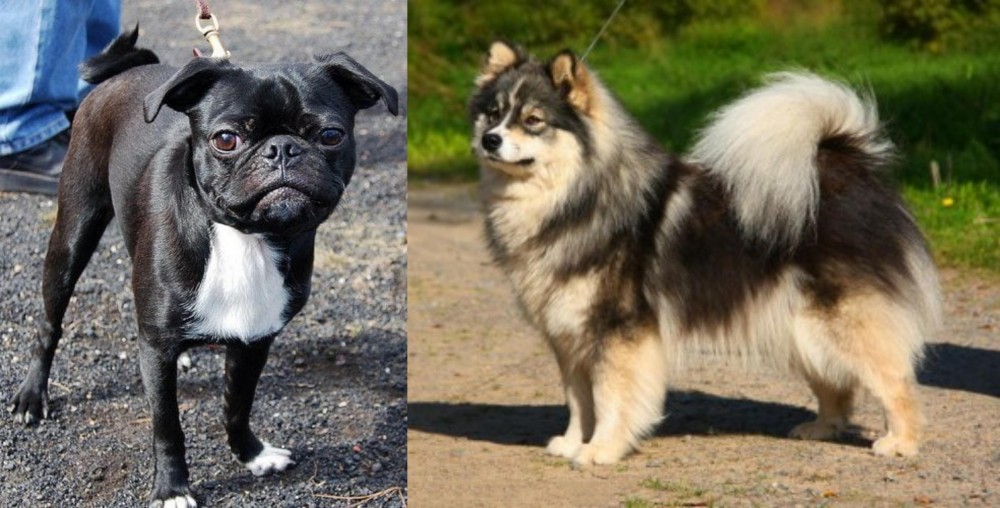 Finnish Lapphund vs Bugg - Breed Comparison