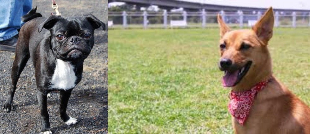 Formosan Mountain Dog vs Bugg - Breed Comparison