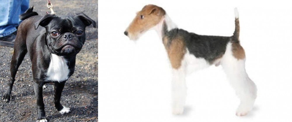 Fox Terrier vs Bugg - Breed Comparison