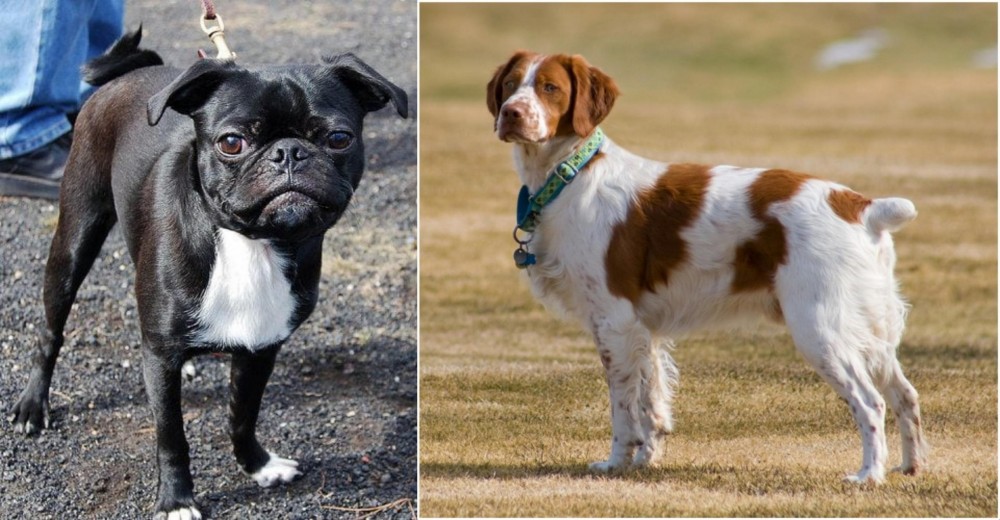 French Brittany vs Bugg - Breed Comparison