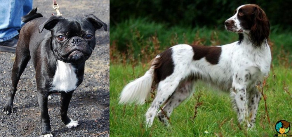 French Spaniel vs Bugg - Breed Comparison