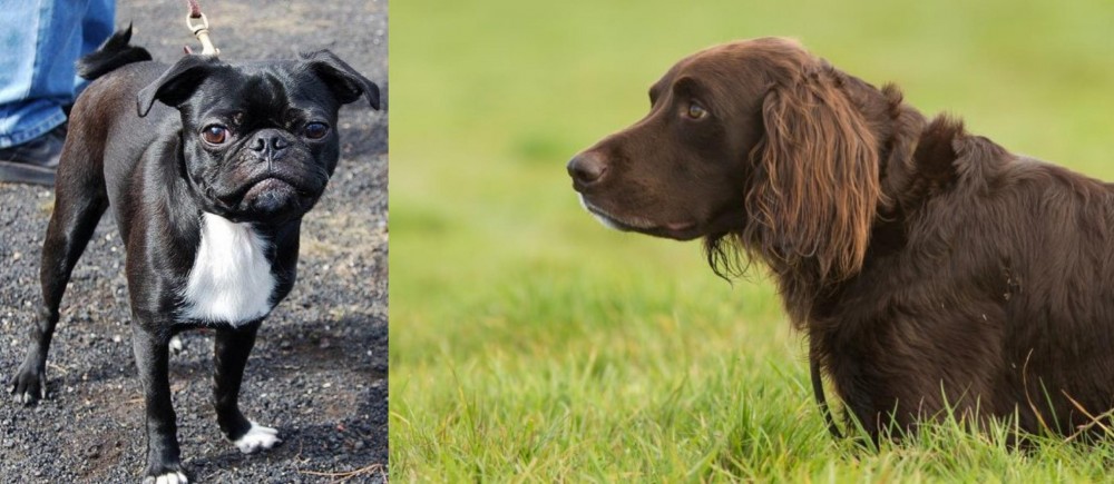 German Longhaired Pointer vs Bugg - Breed Comparison