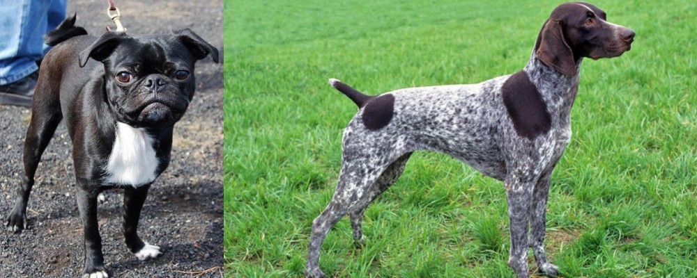 German Shorthaired Pointer vs Bugg - Breed Comparison