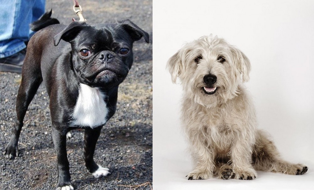Glen of Imaal Terrier vs Bugg - Breed Comparison