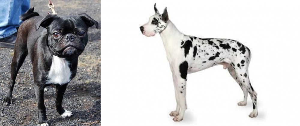 Great Dane vs Bugg - Breed Comparison