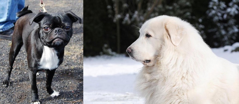 Great Pyrenees vs Bugg - Breed Comparison