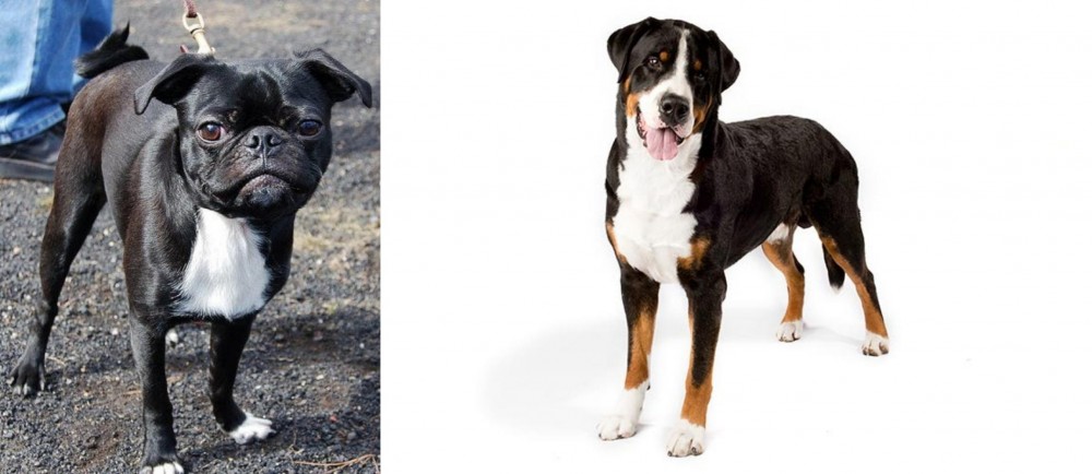 Greater Swiss Mountain Dog vs Bugg - Breed Comparison