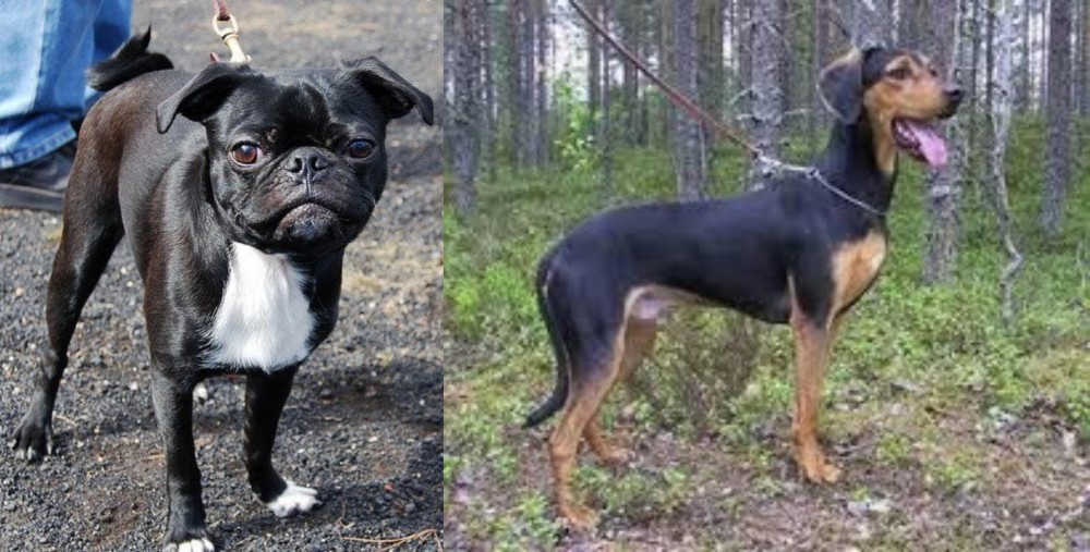 Greek Harehound vs Bugg - Breed Comparison