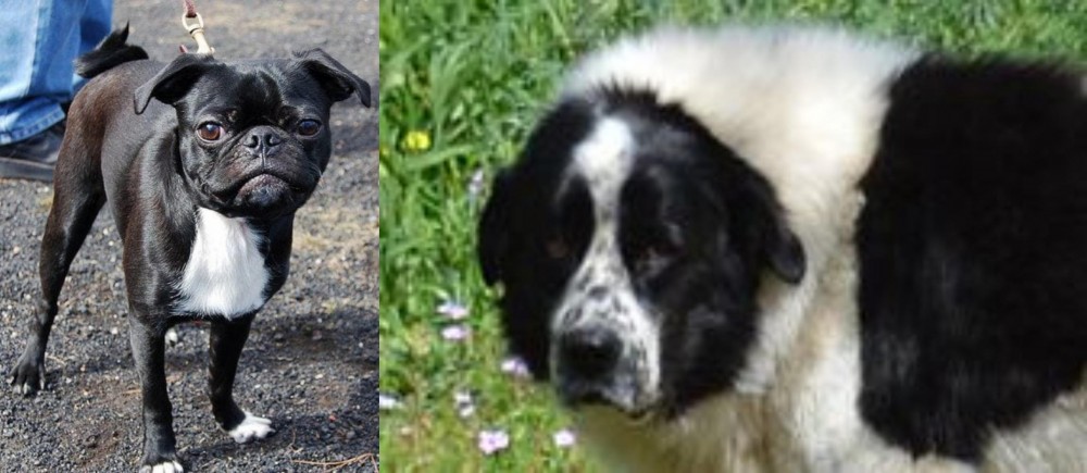 Greek Sheepdog vs Bugg - Breed Comparison