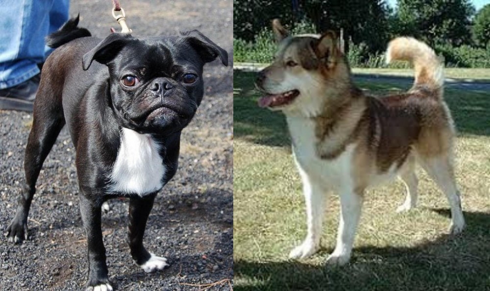 Greenland Dog vs Bugg - Breed Comparison