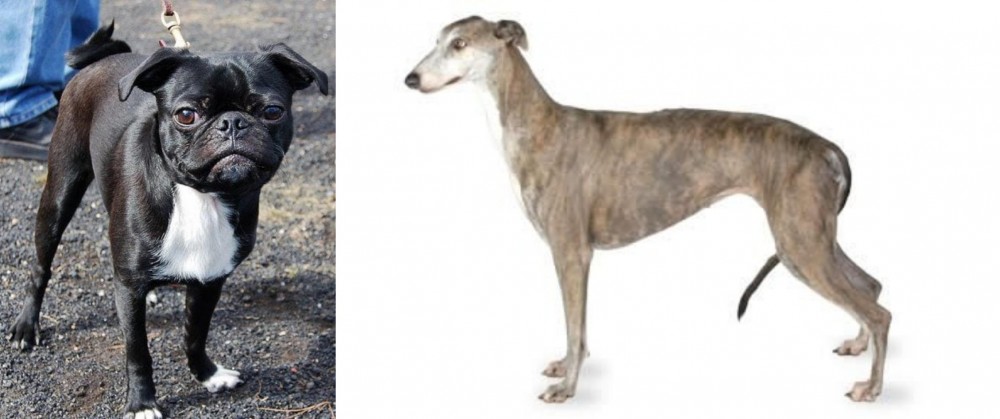 Greyhound vs Bugg - Breed Comparison