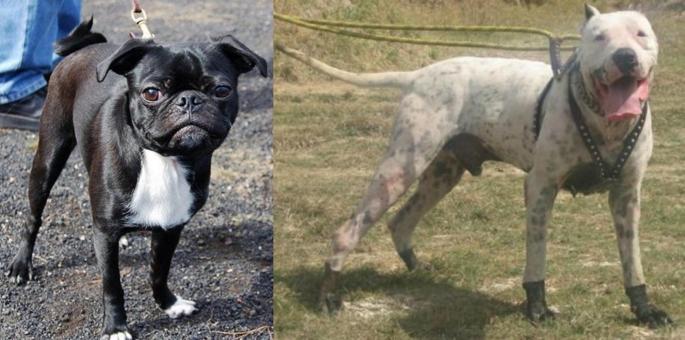 Gull Dong vs Bugg - Breed Comparison