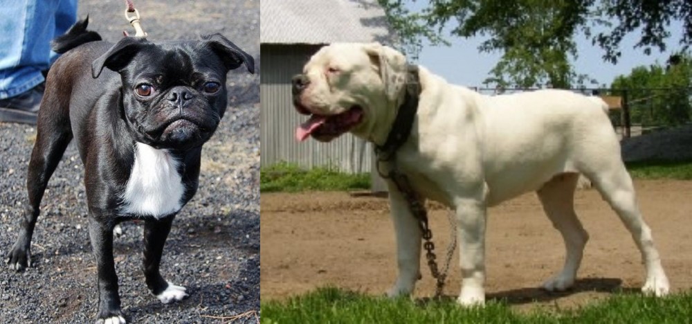 Hermes Bulldogge vs Bugg - Breed Comparison
