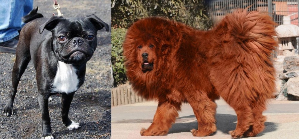 Himalayan Mastiff vs Bugg - Breed Comparison