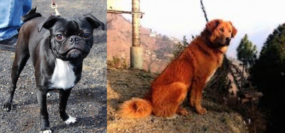 Himalayan Sheepdog vs Bugg - Breed Comparison