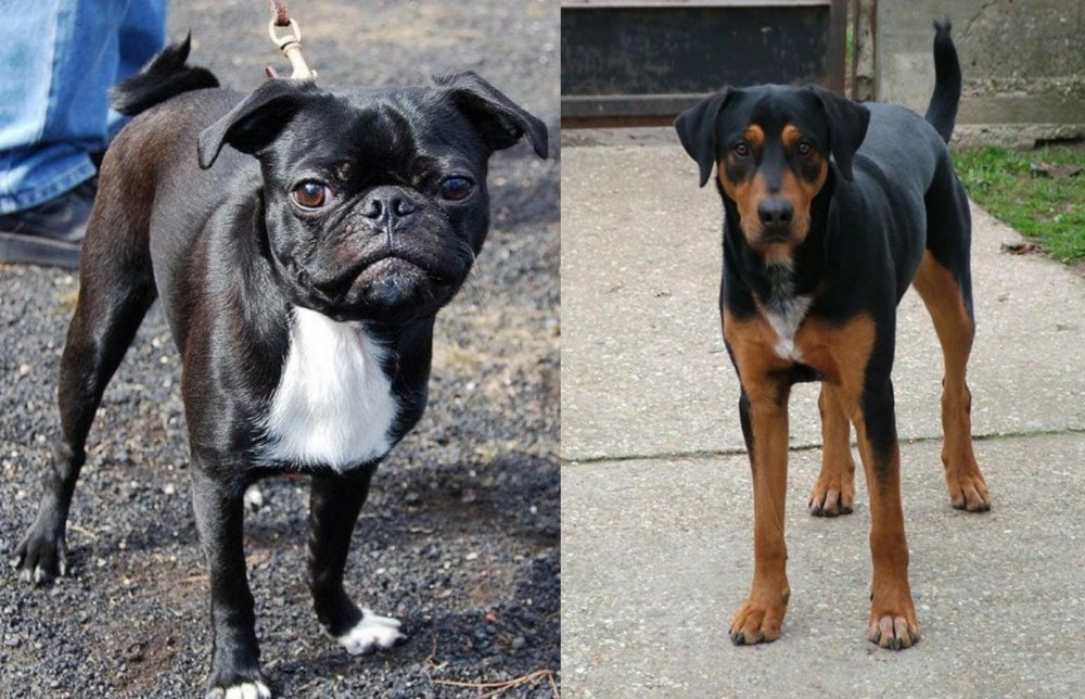 Hungarian Hound vs Bugg - Breed Comparison