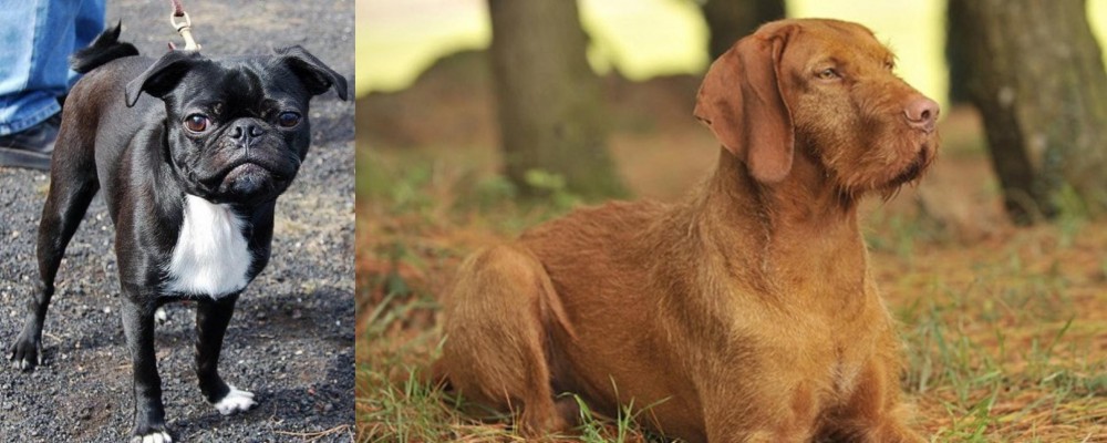 Hungarian Wirehaired Vizsla vs Bugg - Breed Comparison