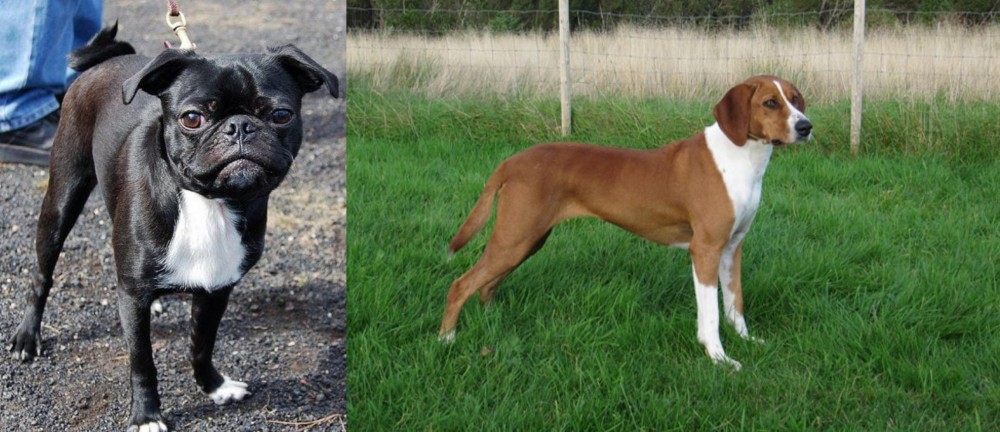 Hygenhund vs Bugg - Breed Comparison