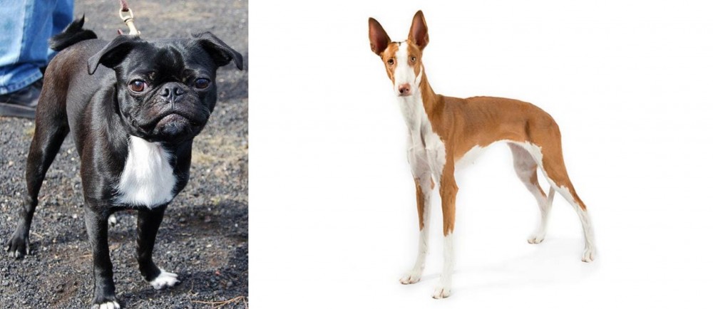 Ibizan Hound vs Bugg - Breed Comparison