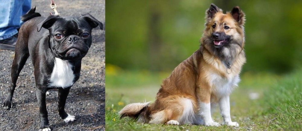 Icelandic Sheepdog vs Bugg - Breed Comparison