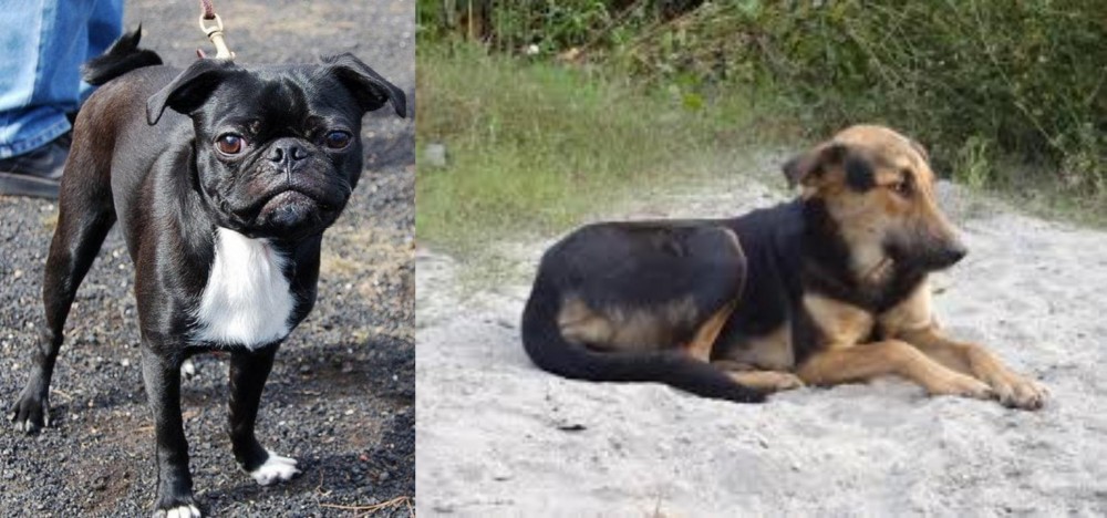 Indian Pariah Dog vs Bugg - Breed Comparison