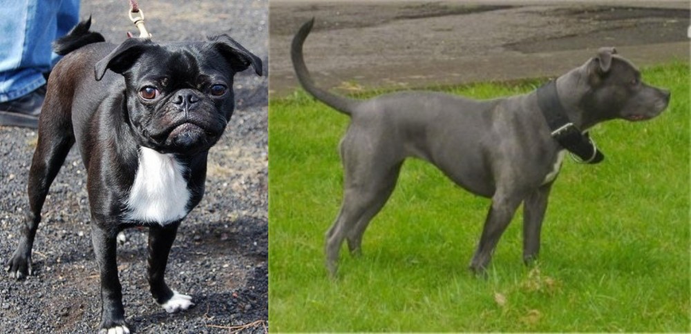 Irish Bull Terrier vs Bugg - Breed Comparison