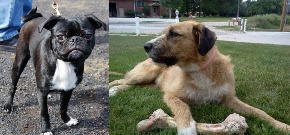 Irish Mastiff Hound vs Bugg - Breed Comparison
